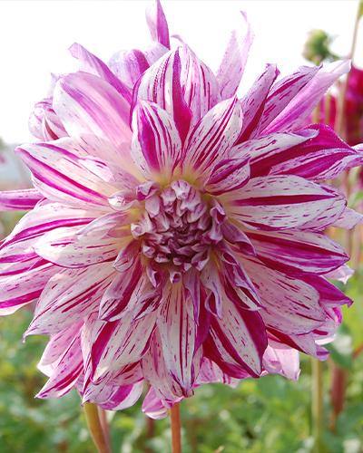 DAHLIA BRISTOL STRIPE 10 kusov